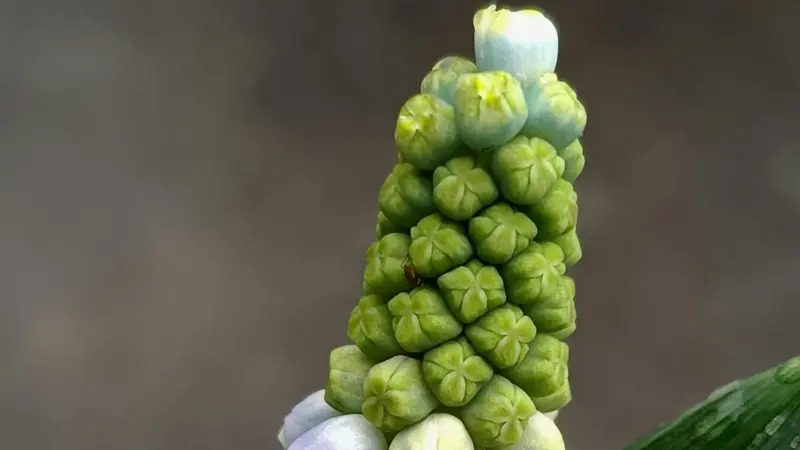Close-up of a green grape hyacinth bud spike with small white flowers opening below.