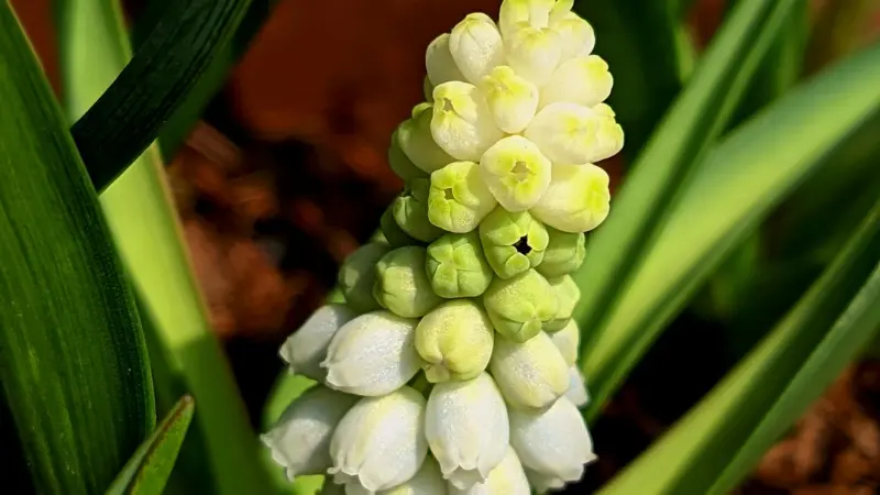 Grape hyacinth spike featuring pale yellow-green buds and white bells growing near soil.