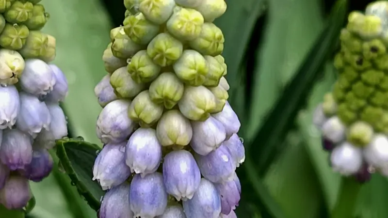 Grape hyacinth flower spike with green buds above pale lavender bell-shaped flowers.