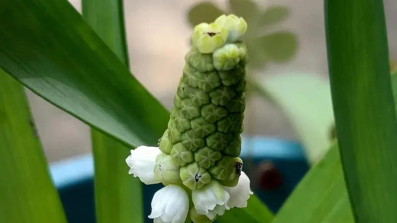 Grape hyacinth flower spike with green buds at the top and white flowers opening near the base.