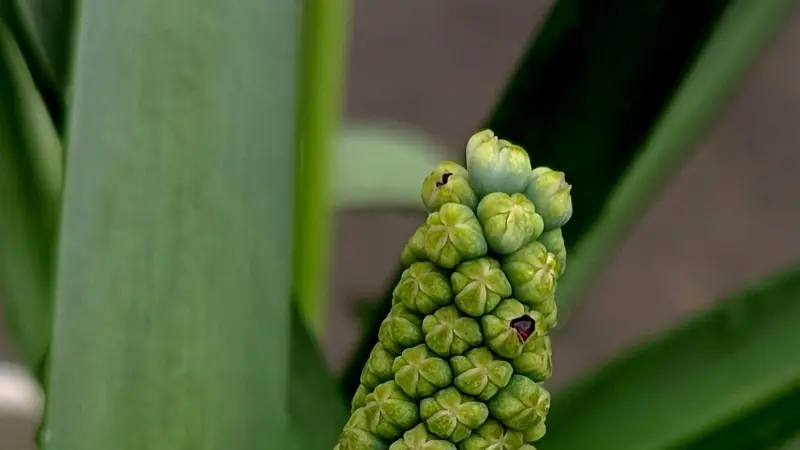 Unopened green grape hyacinth flower spike surrounded by blurred green leaves in a spring garden.