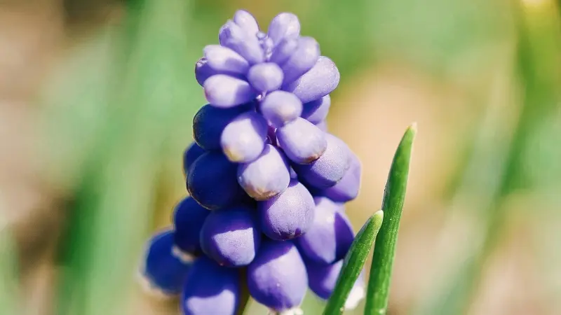 Close-up of a single purple grape hyacinth flower spike beside a green leaf.