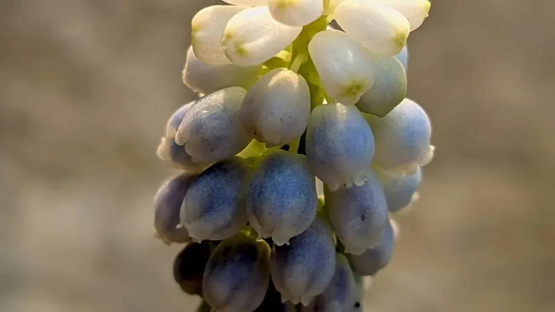 Backlit grape hyacinth flower spike with white flowers fading into blue-purple tones.