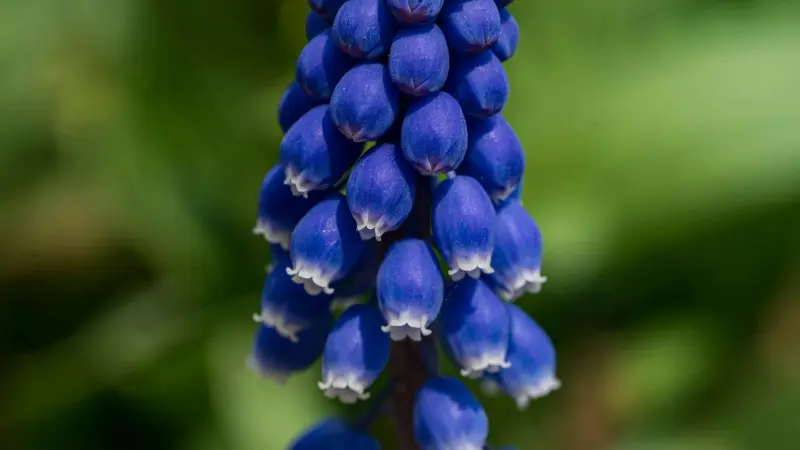 Dense blue-purple grape hyacinth flower spike covered with white-rimmed bell-shaped blooms.
