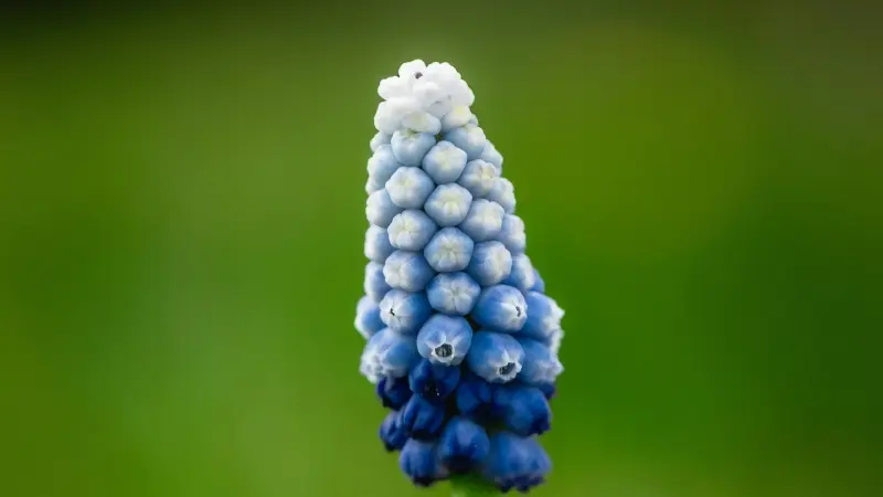 Grape hyacinth flower spike showing white buds at the top fading into blue flowers below.