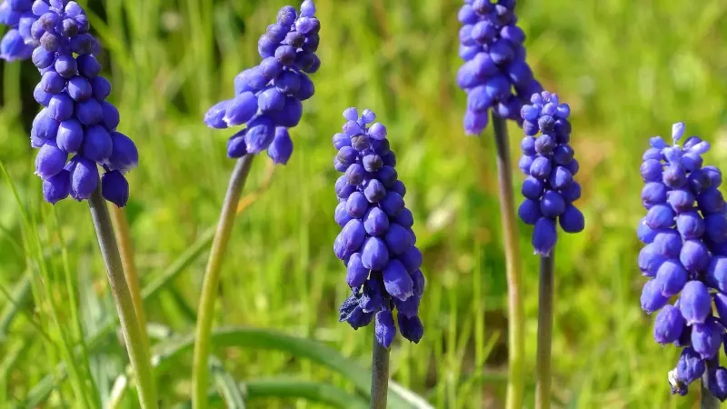 Several deep blue-purple grape hyacinth flower spikes growing naturally among green grass.