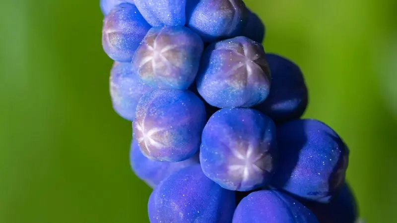 Extreme macro view of blue grape hyacinth bell flowers with delicate white edges.