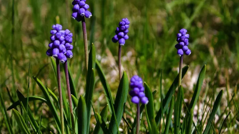 Multiple purple grape hyacinth flower spikes blooming through fresh green grass.