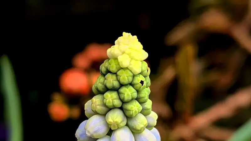 Grape hyacinth flower spike with yellow-green buds above lavender-blue bell flowers.