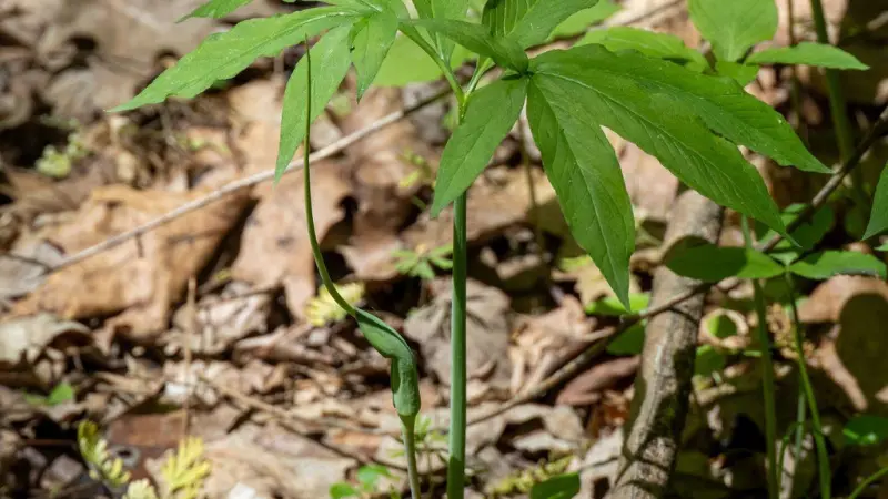 A top-down view of a young green dragon seedling with eight leaves in a rosette.