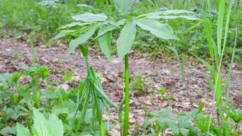 A full green dragon plant growing in a sunny woodland clearing.