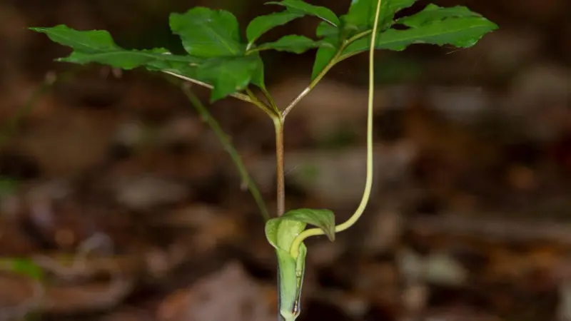 A young green dragon plant photographed in a forest with palmate leaves and a hooded spathe.