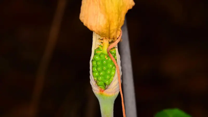 Close-up of a green dragon's open spathe revealing a cluster of small bright green berries on a spadix.