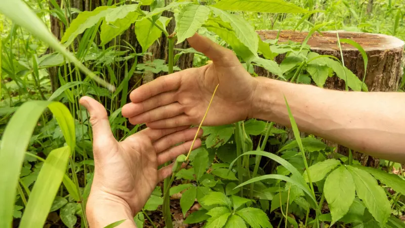 Two open hands held up in a forest setting to frame tall green dragon plants growing among lush undergrowth, with a tree stump visible in the background.