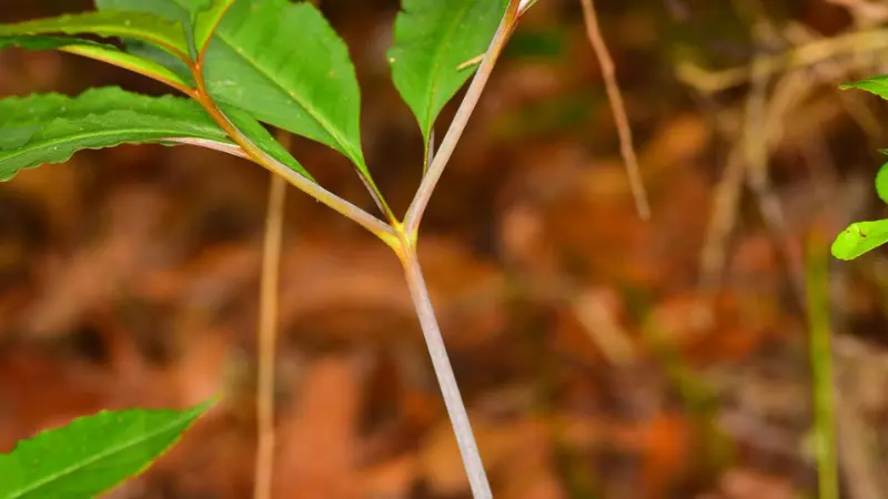 A close-up of a green dragon plant's stem showing a leaf node with two opposite green leaves and a slender white petiole extending downward.