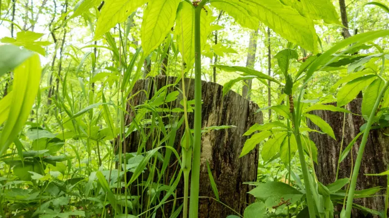 Several green dragon plants with tall stems and palmate leaves growing in lush forest undergrowth, with a large weathered tree stump visible in the background.