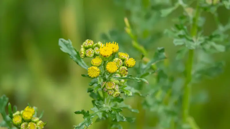 A cluster of small yellow groundsel flower buds and open groundsel flowers on branching stems with lobed green leaves, against a blurred green background.
