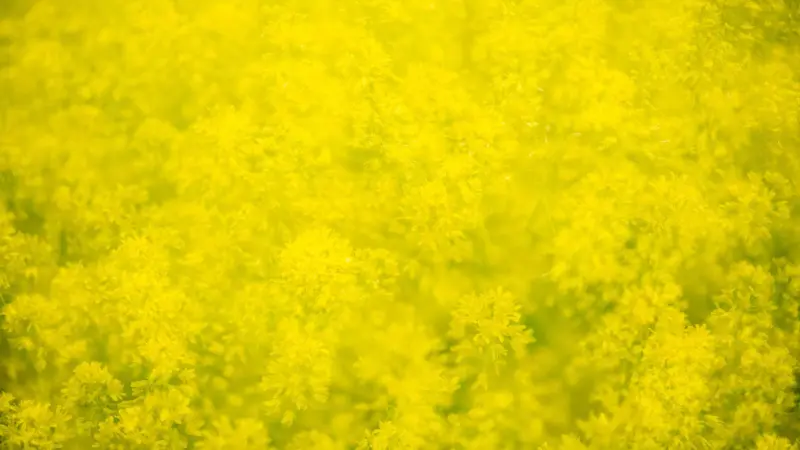 An abstract close-up of massed tiny yellow groundsel flowers filling the entire frame, creating an all-over pattern of bright yellow and green