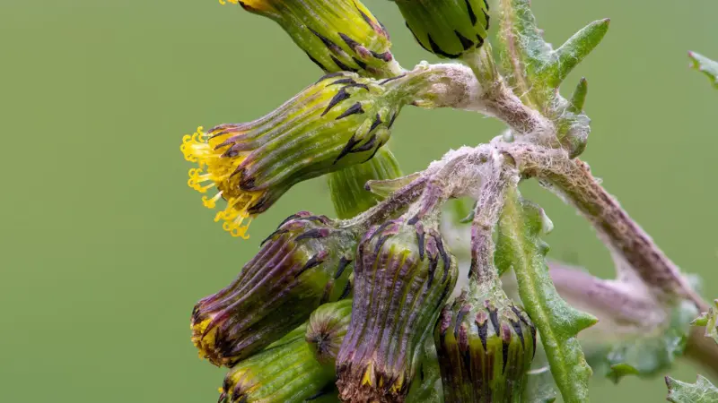 A macro close-up of groundsel flower heads showing cylindrical green involucres with distinctive dark purple-black stripe markings and emerging yellow disc florets