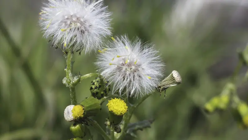 Two white fluffy groundsel seedheads alongside open yellow flower heads and green buds on branching stems, against a blurred grass background