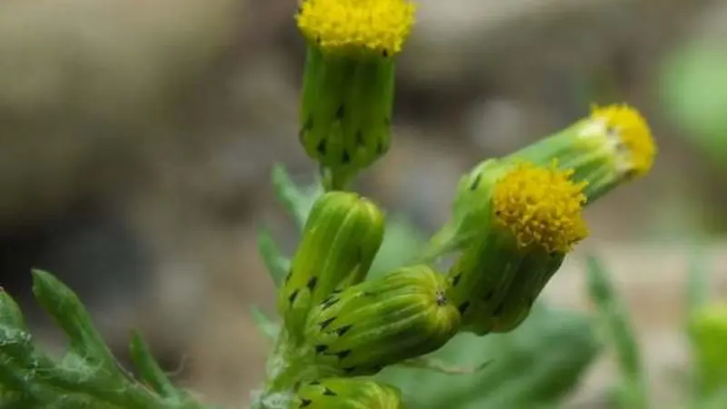 A low-angle close-up of several groundsel flower buds showing green involucres with black-tipped bracts and one open yellow disc flower, against a blurred soil background