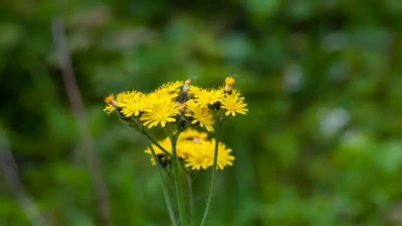 A cluster of bright yellow rayed groundsel flowers on tall stems with small insects visible on the blooms, against a blurred green background