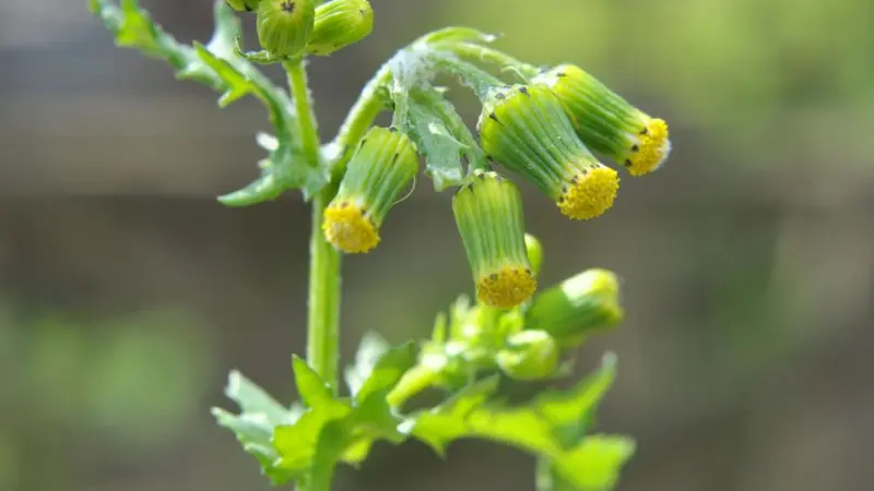Several groundsel flower heads with small yellow disc florets drooping slightly on thin branching stems with lobed leaves, against a soft green and brown background