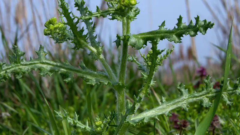 A groundsel flower plant showing deeply toothed and lobed grey-green leaves on an upright stem with small yellow-green groundsel flower buds, against a pale sky and coastal grasses.
