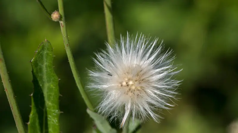 A single fluffy white groundsel flower seedhead resembling a dandelion clock, with a small unopened groundsel flower bud nearby, against a green background.