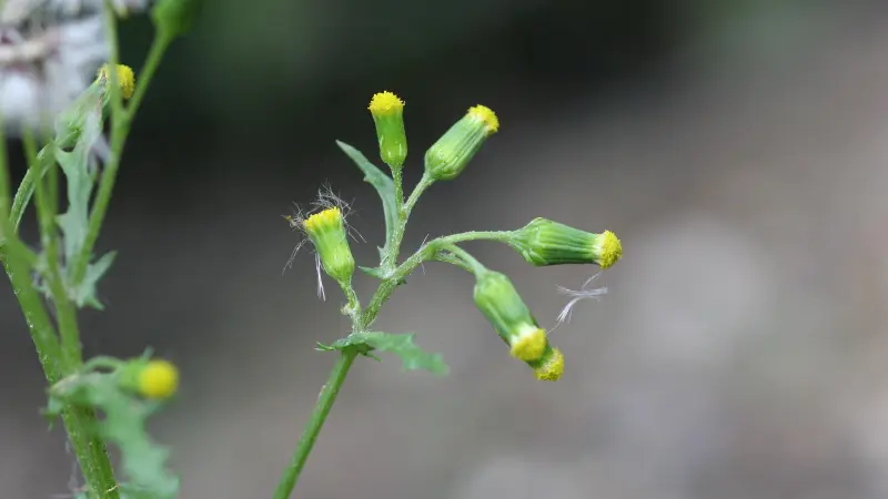 Several groundsel flower heads on thin branching stems, each showing a small yellow disc at the tip of a green cylindrical involucre, against a grey background.