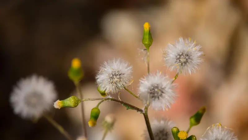 Multiple white fluffy groundsel flower seedheads and yellow-tipped green groundsel flower buds on slender stems, photographed against a warm amber and brown blurred background.