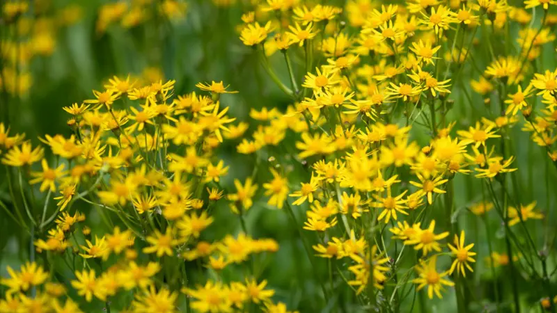 A dense field of small bright yellow daisy-like groundsel flowers on tall slender stems filling the entire frame, photographed against a green background.
