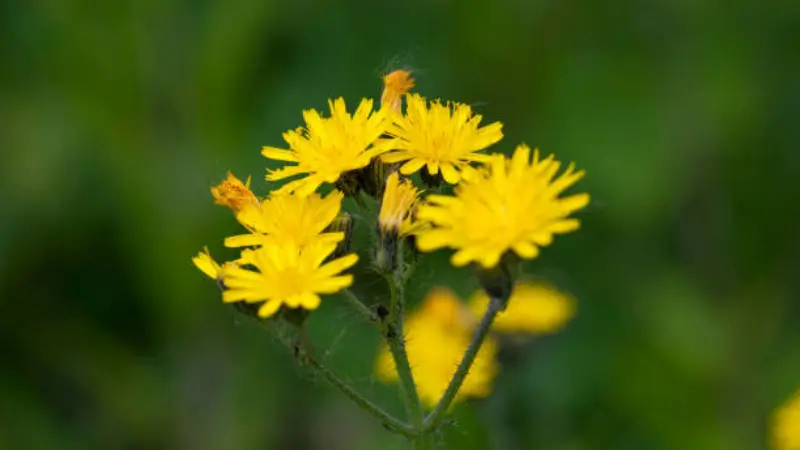 A close-up cluster of bright yellow groundsel flowers with short ray petals and yellow centres, against a smooth dark green background.