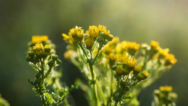 The upper stems and groundsel flower heads of a groundsel flower plant photographed in warm backlight, with yellow disc flowers glowing against a soft green and gold background.