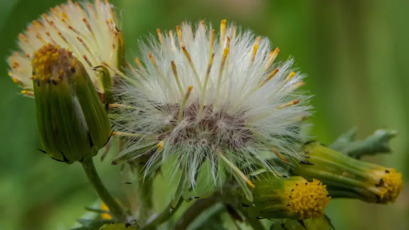 A large open groundsel flower seedhead with white fluffy pappus and visible yellow stamens, flanked by closed groundsel flower buds and a smaller seedhead, against green foliage.