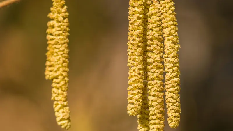 Long yellow Hazel flower catkins hanging in warm golden backlight.