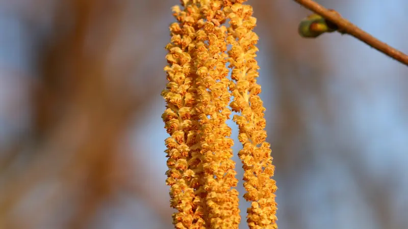 Bright orange-yellow Hazel flower catkins hanging against a blue sky.