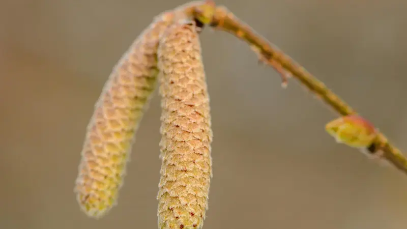 Pale tan Hazel flower catkins hanging from a curved branch.