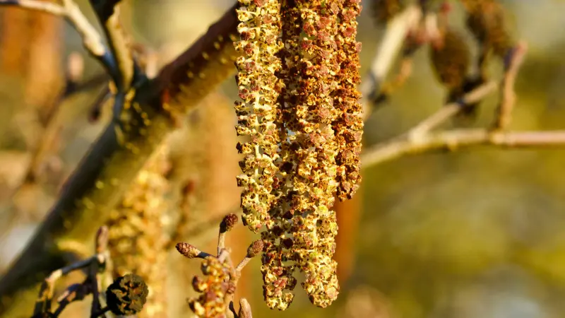 Golden-brown Hazel flower catkins hanging amid sunlit branches.