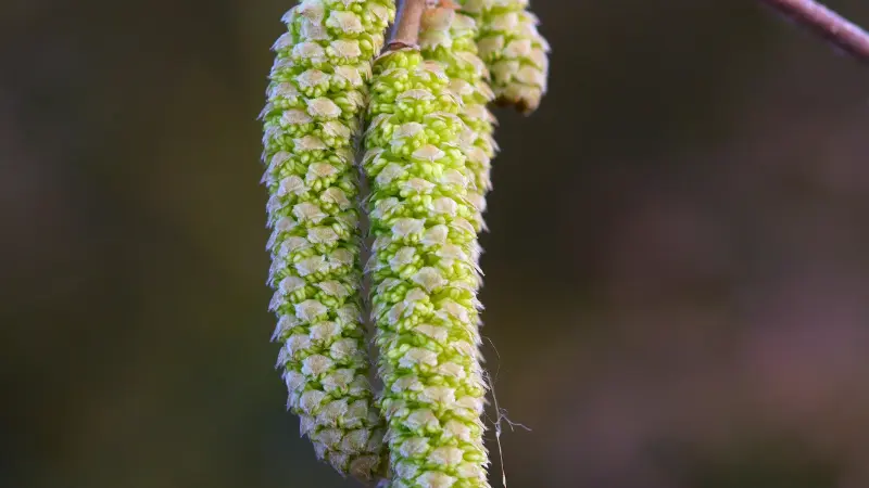 Pale green Hazel flower catkins hanging closely together on a branch.