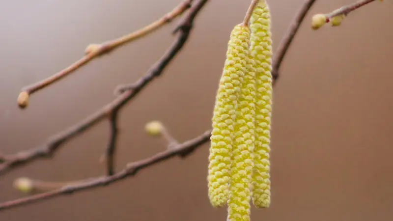 Pale yellow Hazel flower catkin hanging from a bare branch with small buds.