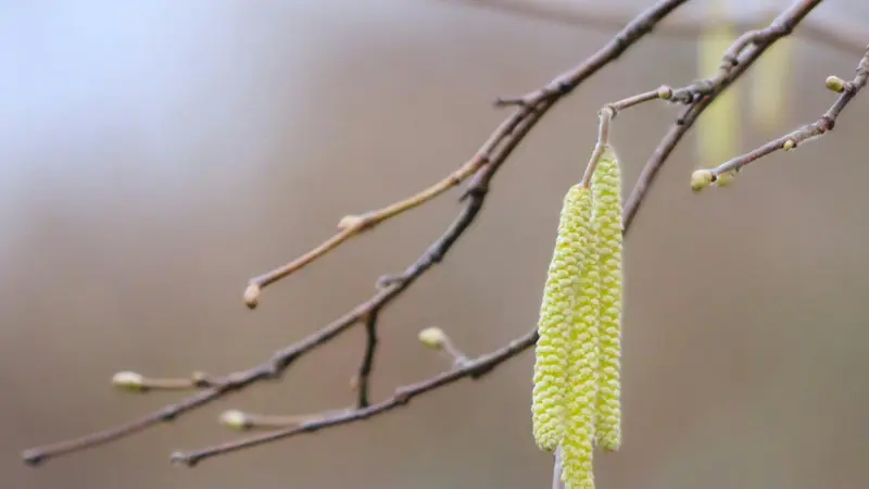 Hazel flower catkin dangling among bare branches with budding twigs.