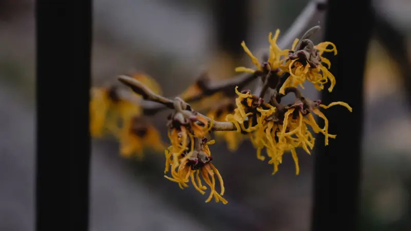 Yellow Hazel flowers with ribbon-like petals on a bare branch.