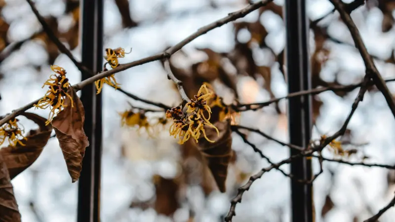 Withered Hazel flowers and a dried leaf on a bare branch.