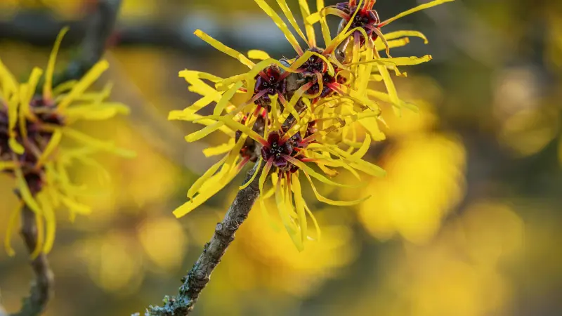 Close-up of yellow Hazel flowers with crinkled ribbon-like petals.
