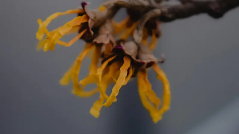 Yellow Hazel flowers with curled petals against a muted grey background.