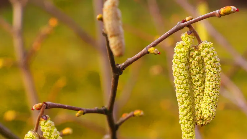 Hanging Hazel flower catkins beside a furry bud on a branch.