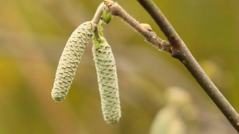 Two pale green-yellow Hazel flower catkins hanging side by side.