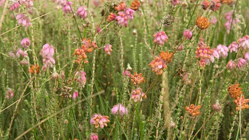 Pink and orange Heath flowers blooming among tall grass.