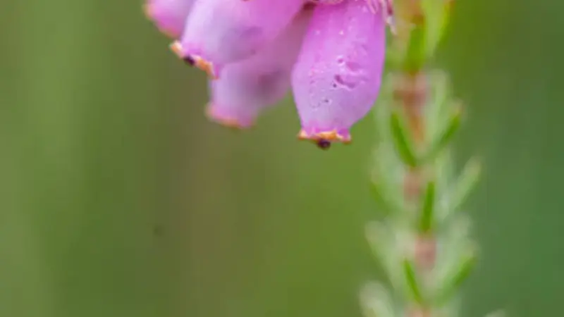 Pink Heath flowers with a water droplet hanging from the petals.